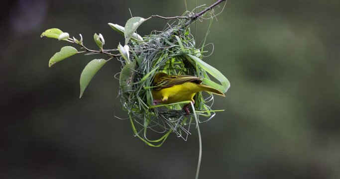 Close-up.Southern masked weaver bird building a new home  nest