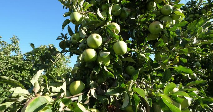 The Granny Smith, also known as a green apple or sour apple. Orchard apple trees, The Occitan, France