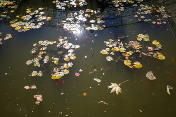 autumn leaves falling