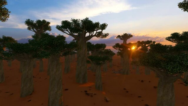 Baobab Trees Forest Avenue Of The Baobabs In Madagascar