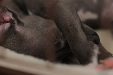 眠るイタリアングレーハウンドの子犬