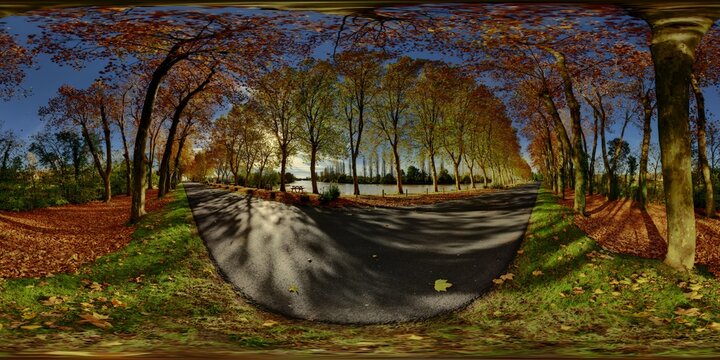 Saint-Savinien-sur-Charente plane tree avenue in autumn 5981