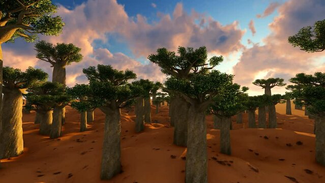 Baobab trees in African landscape at sunset