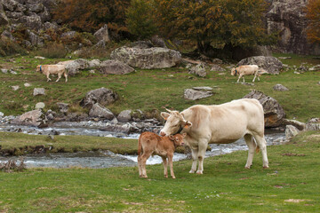 Ternero Pirineos Huesca