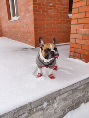 French bulldog dog at winter time wearing warm overalls