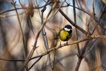 Great tit, Parus major, sitting on a twig in the bushes in the autumn. The great tit, Parus major, is a passerine bird in the tit family Paridae. High quality photo