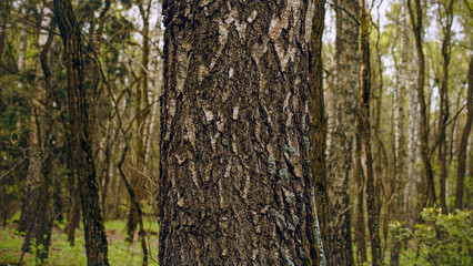 Closeup Trunk of a pine tree in close-up against the background of a green forest. Concept of conservation of nature, forests and the environment.