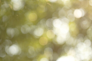 Obraz premium Abstract blurred green nature on daylight background, greenery season