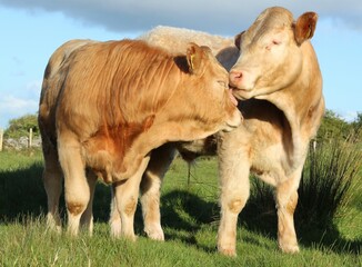 Two Charolais breed cattle in field on farmland in rural Ireland 