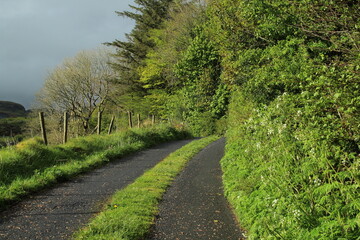 Fototapeta na wymiar Country road bordered by greenery in rural County Leitrim, Ireland during springtime