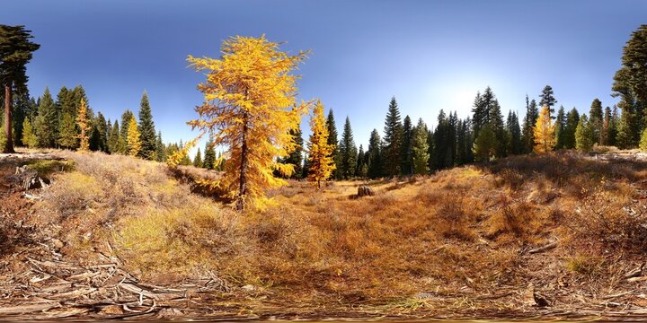 Western larches