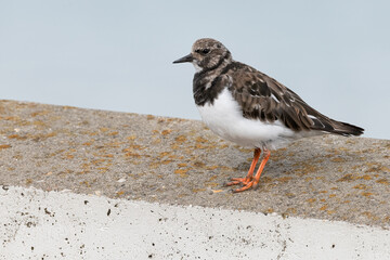 Turnstone