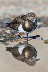 Turnstone