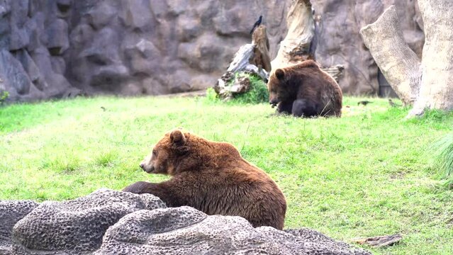 2 bears eating peacefully. Bears eating in zoo