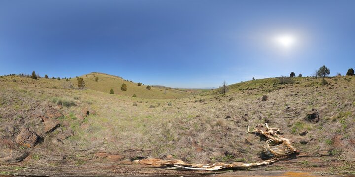 Klamath Hills - deer carcass