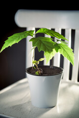 Oak tree seedlings in a white pot