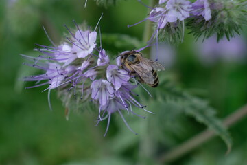 FU 2020-06-28 Wiese 64 Auf der lila Blüte sitzt eine Biene