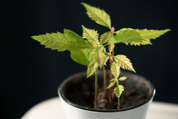 Oak tree seedlings in a white pot