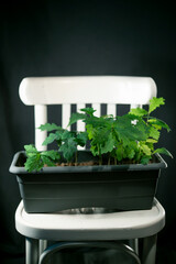 The group of a oaks tree seedlings in a gray pot