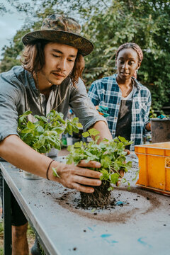 Male environmentalist planting with woman in urban farm