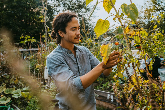 Young male volunteer picking organic vegetables in community garden