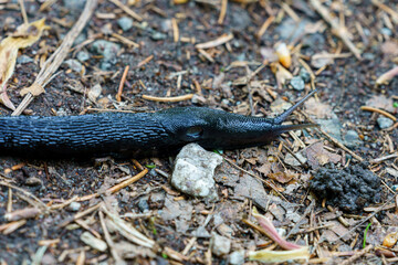 European Black Slug, Arion ater, a large terrestrial gastropod mollusk in the family Arionidae.