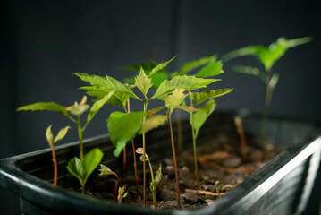 The group of a oaks tree seedlings in a gray pot