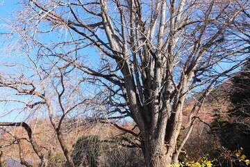 Obraz premium 大きなイチョウの枯れ木