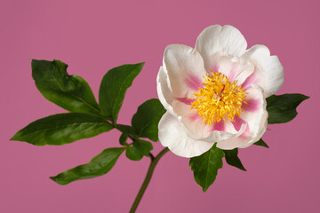 Fototapeta na wymiar Elegant white simple shape peony flower with pink strokes on petals isolated on pink background.