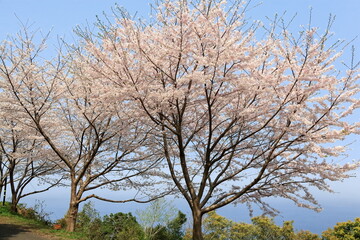 Fototapeta premium 海沿いの桜