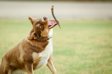Australian Kelpie Dog in Australia