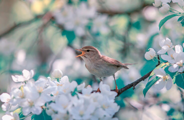 songbird warbler sits on a branch in a sunny spring garden on the blooming white branches of an apple tree