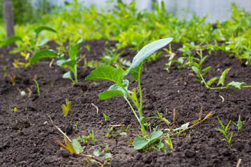 Cauliflower seedling. Broccoli. Planted in a bed in the ground. Close-up. High quality photo. copy space 