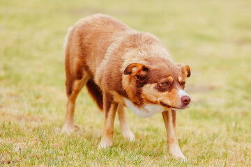 Australian Kelpie Dog in Australia