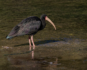 A long-beaked bird wandering around shallow waters of a creek looking for food