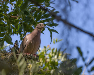 A small dove perched on a tree branch