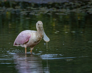A big bird dropping water from its awkward beak