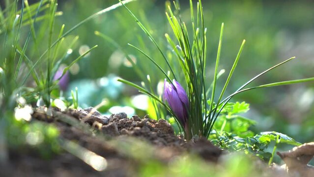 Purple Saffron Flower Plant. Close view Crocus flower in nature. Saffron is a spice derived from the flower of Crocus sativus, commonly known as the `saffron crocus`. 