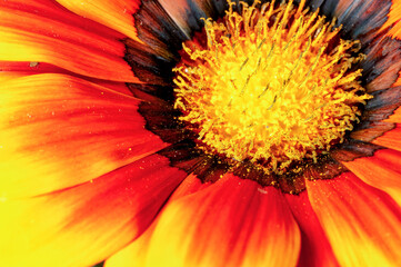 Closeup of orange flower in garden