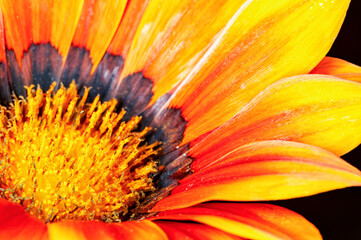 Closeup of yellow flower in garden