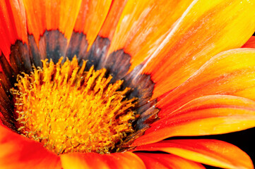 Closeup of yellow flower in garden