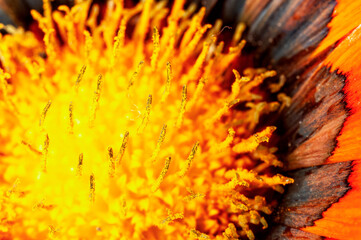 Closeup of yellow flower in garden