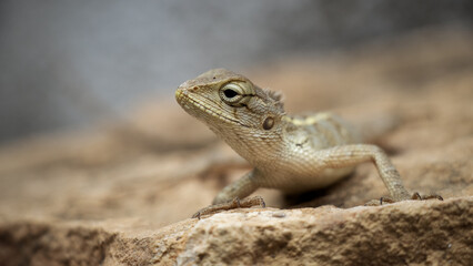 lizard on the stone