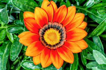 Closeup of yellow flower on a plant