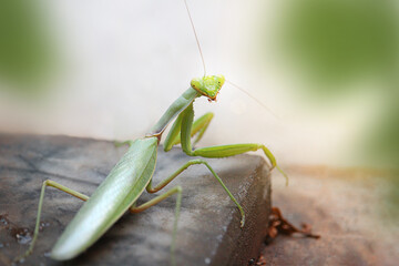 Green praying mantis is standing and looking at the camera. Habitat. Wild life insect. Copy space