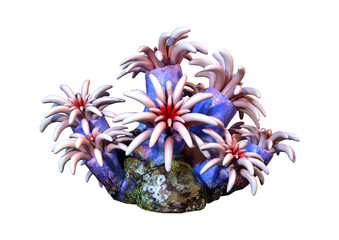 3D Rendering Coral on White