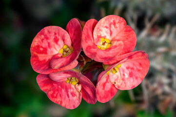 Bunch of orange flowers