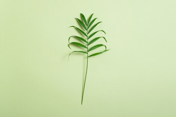 Tropical leaf on a light green background. Banner design