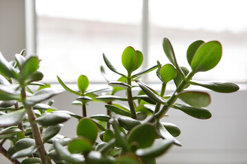 Obraz na płótnie Canvas Crassula ovata, jade plant by the window close-up. House plant in pot on window sill. View on lush green leaves. Succulent in home garden.
