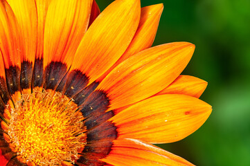 Closeup of yellow flower in green